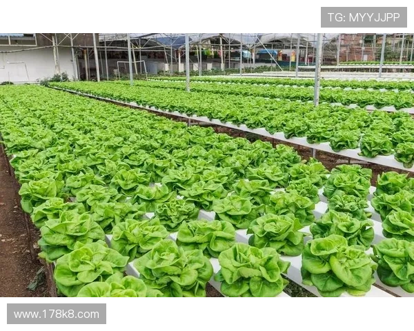 全面解析白菜网项目集合的优势与应用